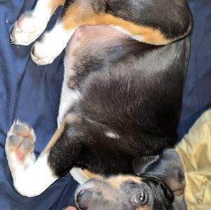 Meet your Posher, Gale